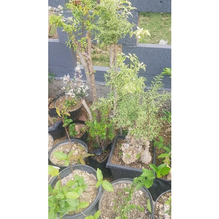 bonsai mentaos sambung anting putri