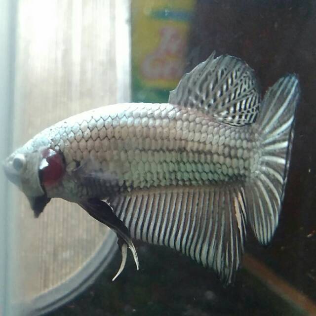 Jual cupang pk giant black dragon