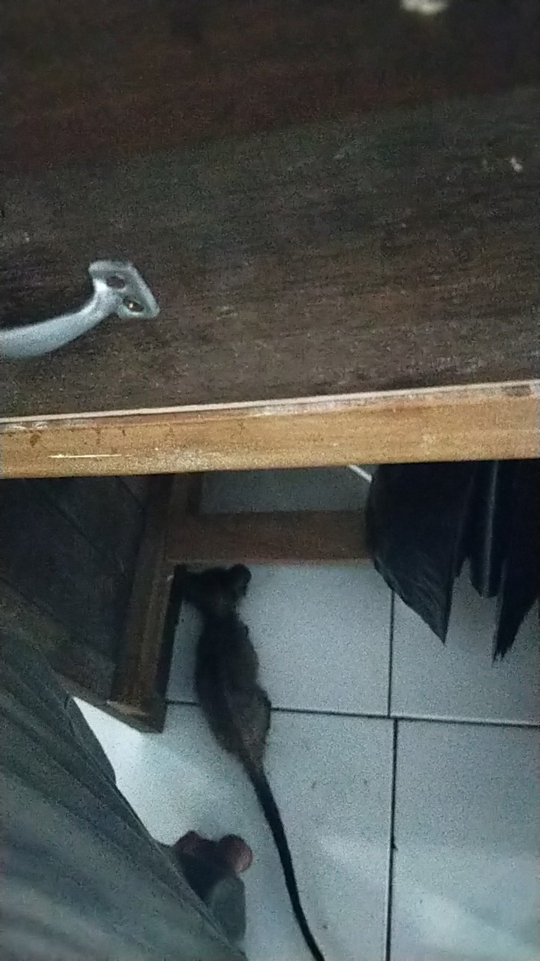 Jarum Piring Warna 1 Pak Isi 24 Pcs