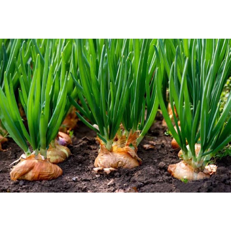 Benih Bibit Biji - Bawang Bombay Yellow Sweet Spanish Utah Onion Seeds - IMPORT