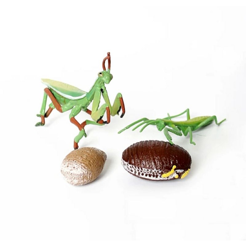 Life Cycle / Siklus Hidup Hewan / Binatang / Animal - Belalang Sembah/ Praying Mantis - Montesorri