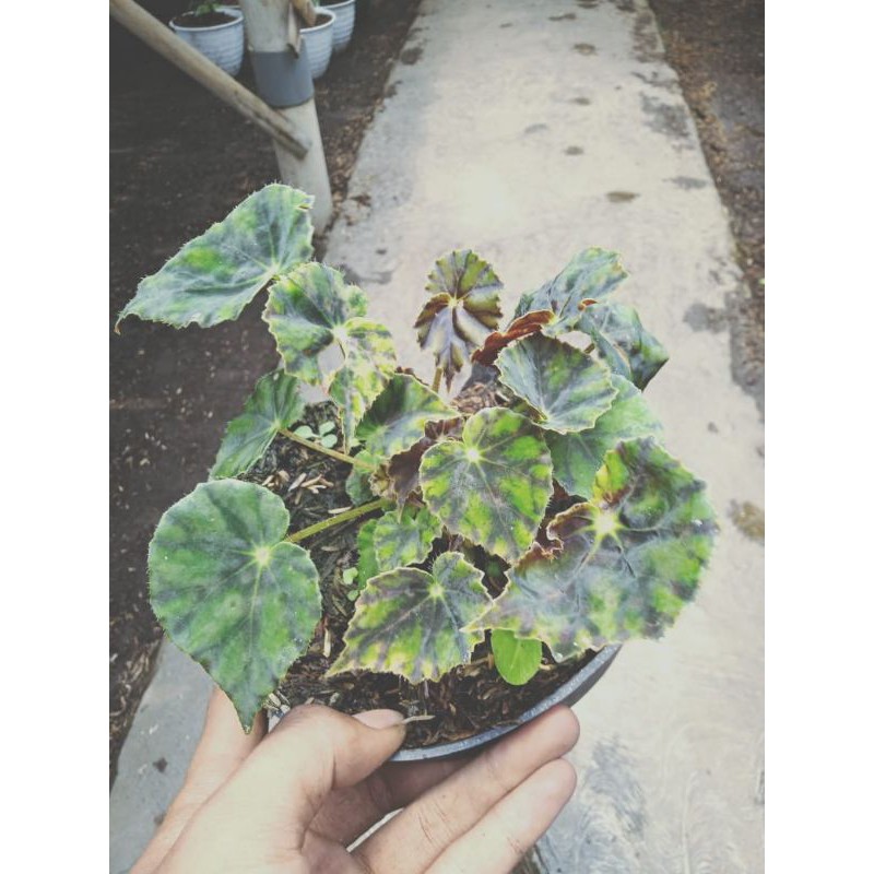 Begonia daun tiger