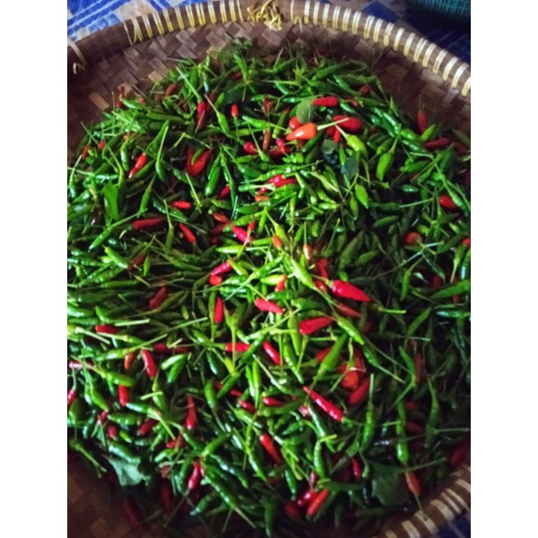 

cabe rawit cabe gunung