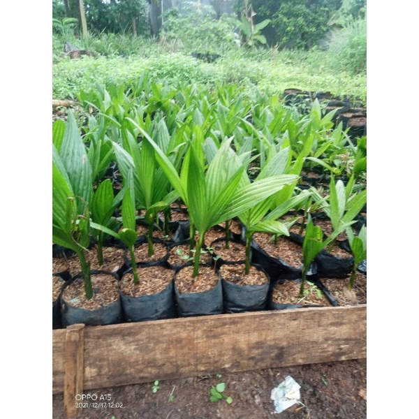 bibit pinang BATARA MURAH