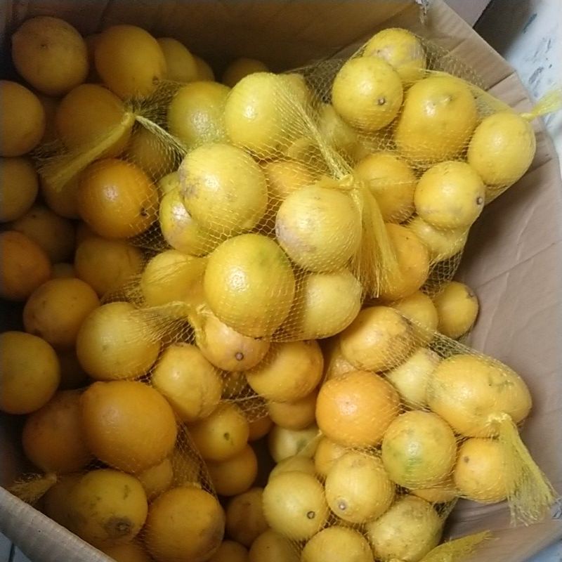 

Jeruk Asem Lemon lokal 11K /kg isi 5-6 pcs