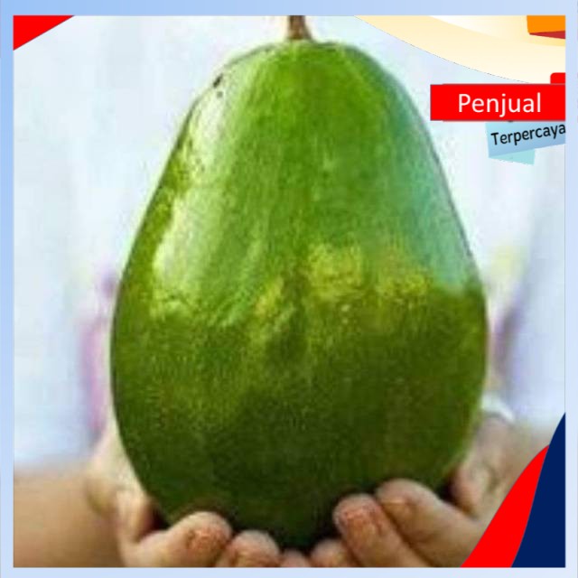 

/COD/ Bibit alpukat giant cepat berbuah Ktn
