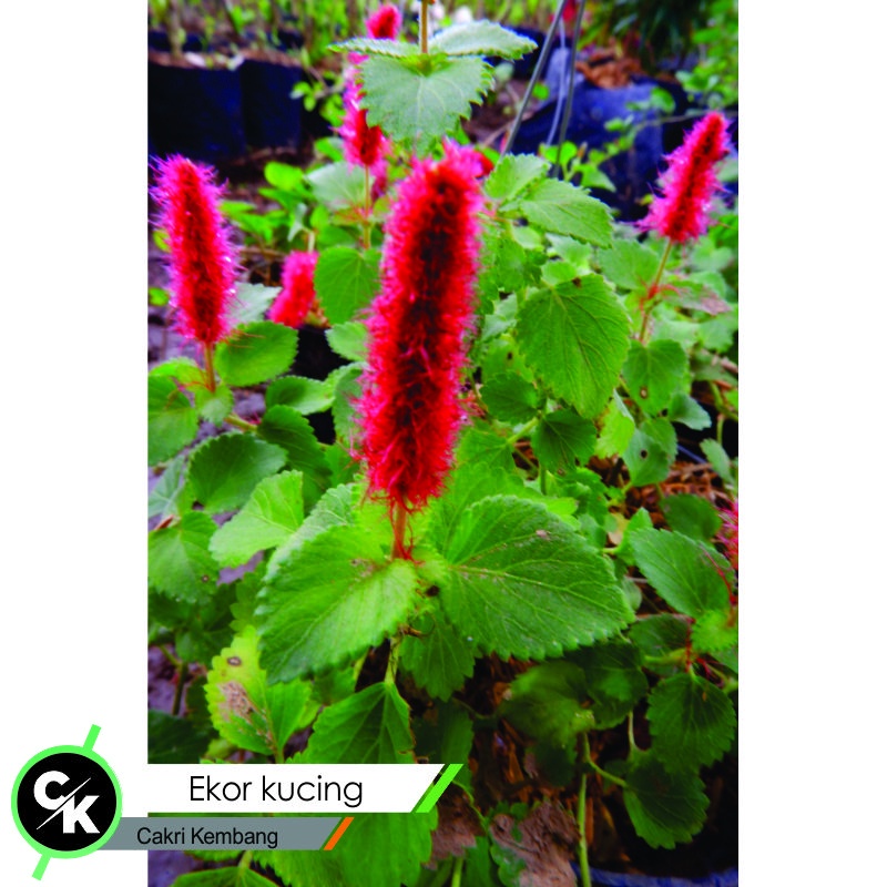 bibit bunga ekor kucing (Acalypha hispida) -Tanaman Hias Ekor Kucing Gantung Berbunga - BAKUL KEMBANG