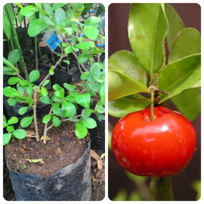 Bibit Tanaman Buah Cherry Barbados bergaransi