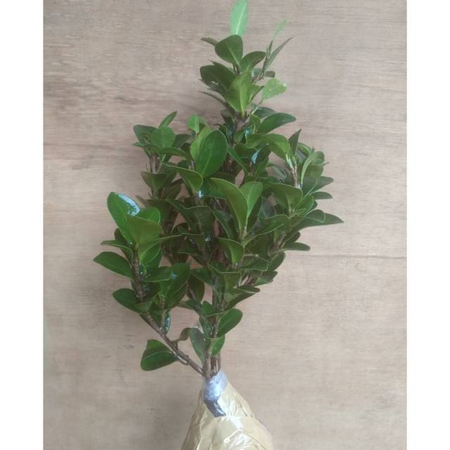 TANAMANBONSAI FICUS COMPACTA - BONSAI FICUS