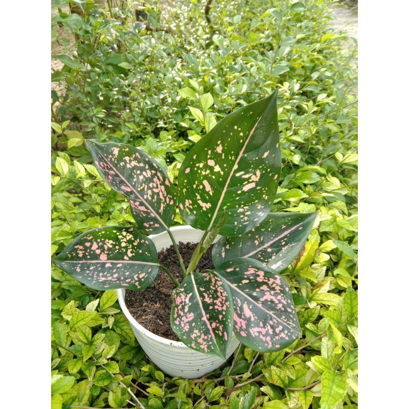 Aglonema Pink Dalmation