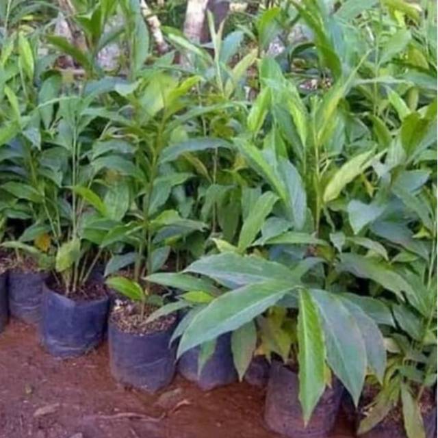 Tanaman kecombrang Honje bibit tanaman kecombrang honje