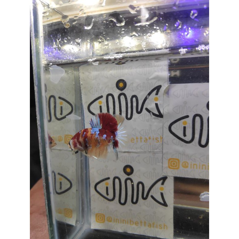 

IKAN CUPANG RED KOI GALAXI SIZE M