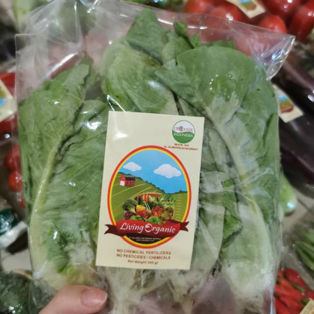 

Selada Romaine/ Romaine Lettuce Sayur Organik 200gr