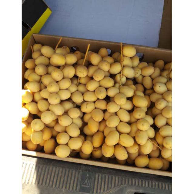 

KURMA PROMIL BARHI MESIR