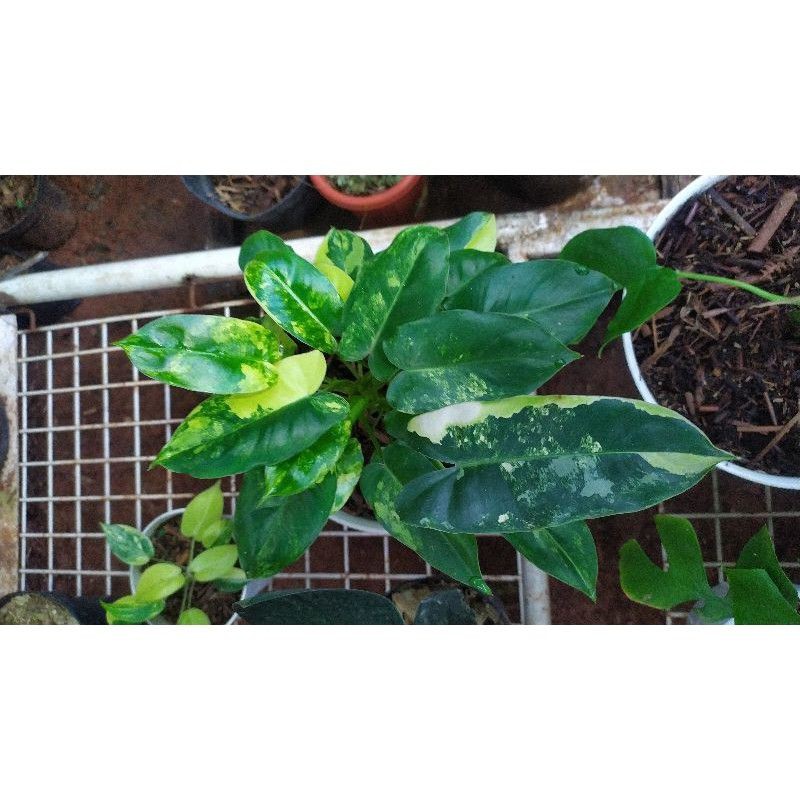 BONGGOL Philodendron BREKELE VARIGATA