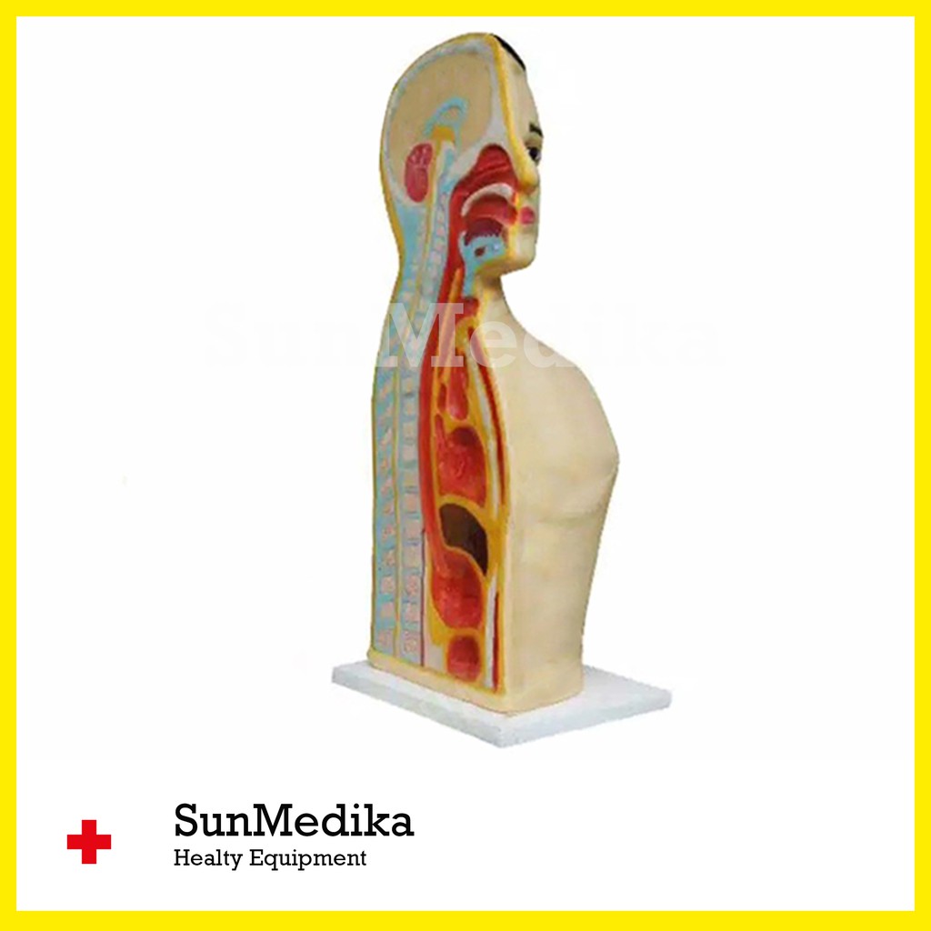 Manekin NGT Silicon + Fiber | Phantom Manikin Peraga Lokal