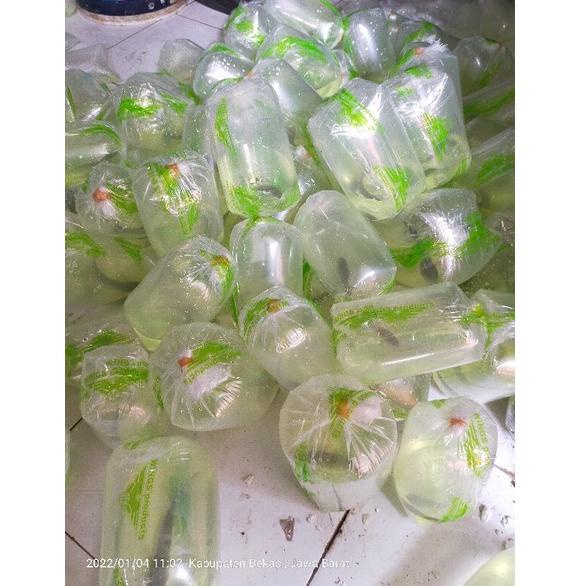 [PRODUK QPFRM] (COD) Ikan Channa 9-10 Cm Maru Yellow Centarum (Red Eye) Ys. KJT