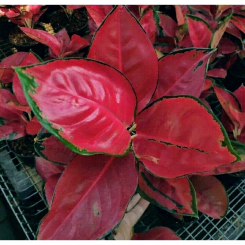 PROMO bibit bonggol aglonema sukson jaipong