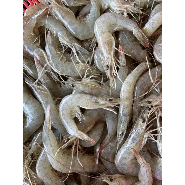 

UDANG PUTIH SEDANG MANIS