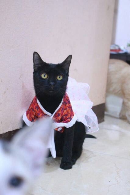 Dress hanbok tutu bunga merah lucu untuk kucing dan anjing / baju kucing murah size S M L XL