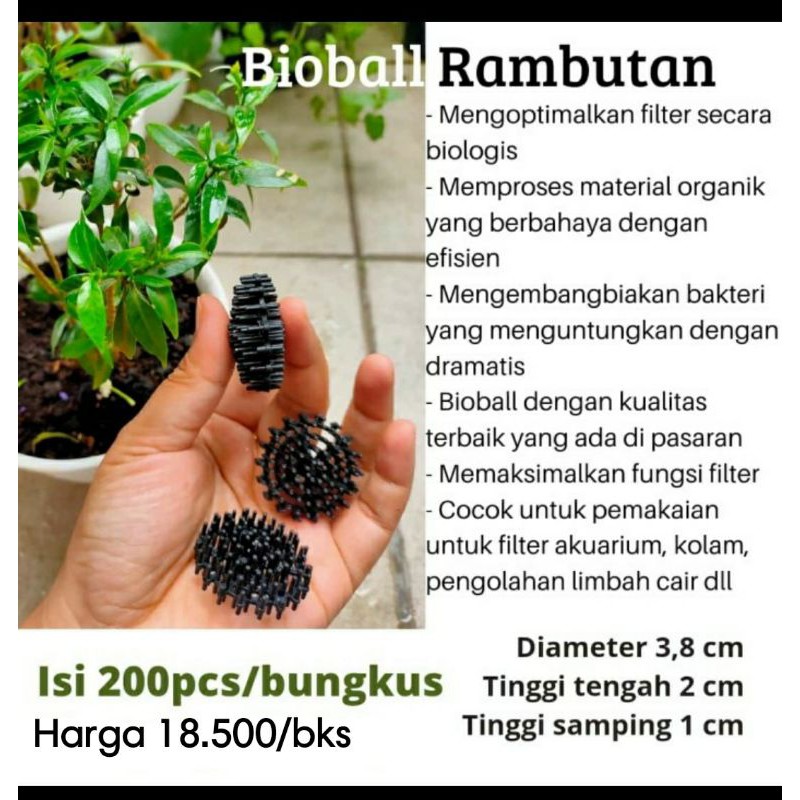 Bioball Rambutan