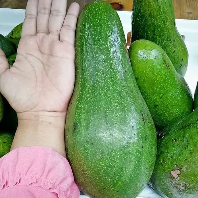 Bibit Alpukat Aligator Berbunga