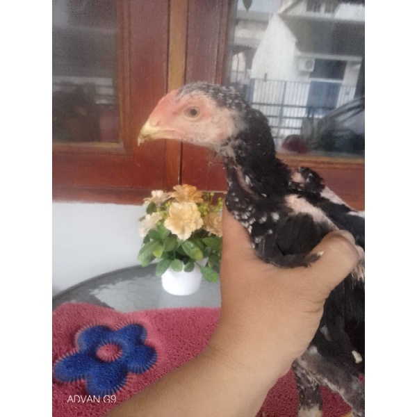 Vitamin Ayam dan Bonus Sepasang Anakan Ayam Trah SHamoKhoy Tulang Besar mental Jawara