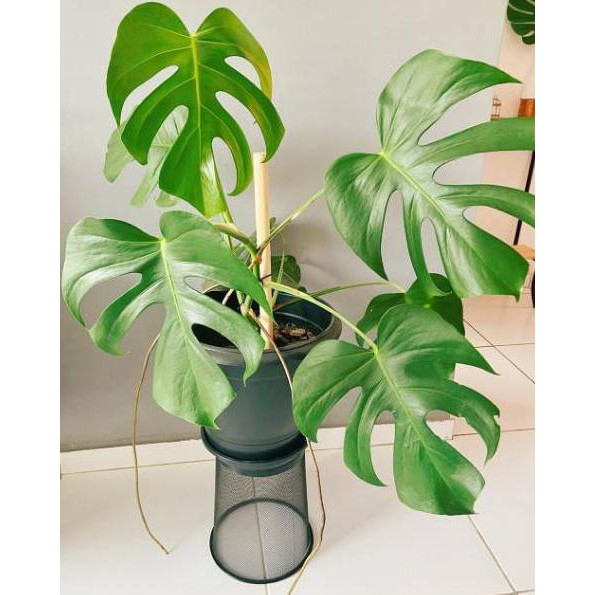 Foto Asli Tanaman Hias Bibit Monstera Deliciosa Philodendron Monstera Shopee Indonesia