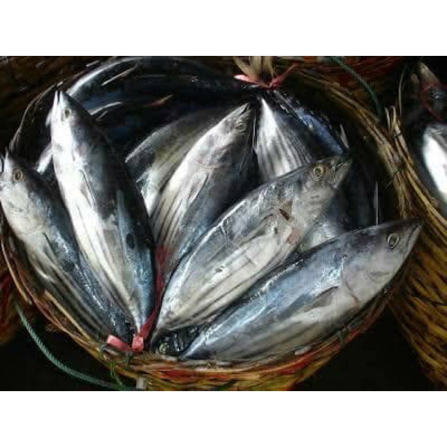 Ikan Cakalang Fresh Laut Segar Kiloan