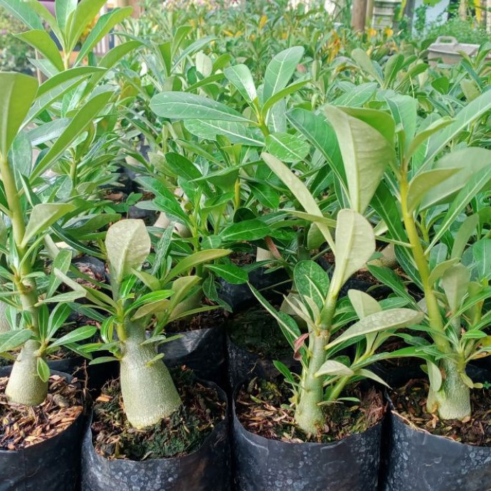 Bibit tanaman Adenium cilacap