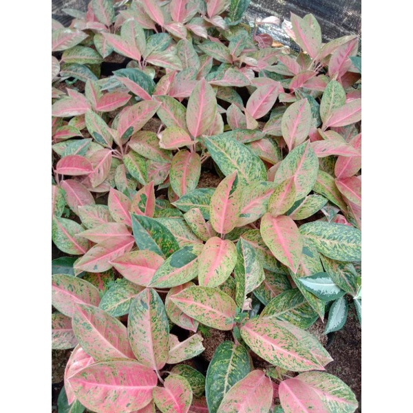 AGLONEMA BIG ROY MUTASI JUMBO