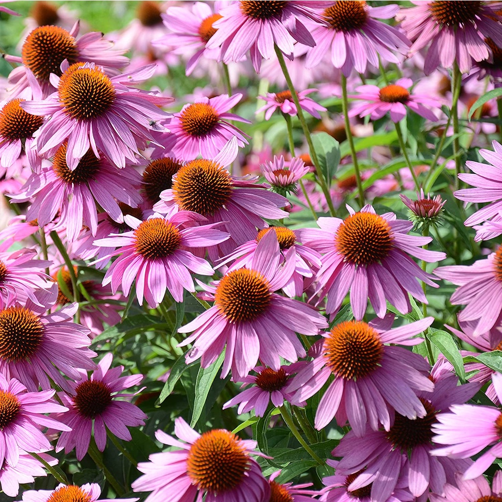 Benih Bibit Biji - Bunga Echinacea Purple Coneflower Herb Flower Seeds (Echinacea purpurea) - IMPORT