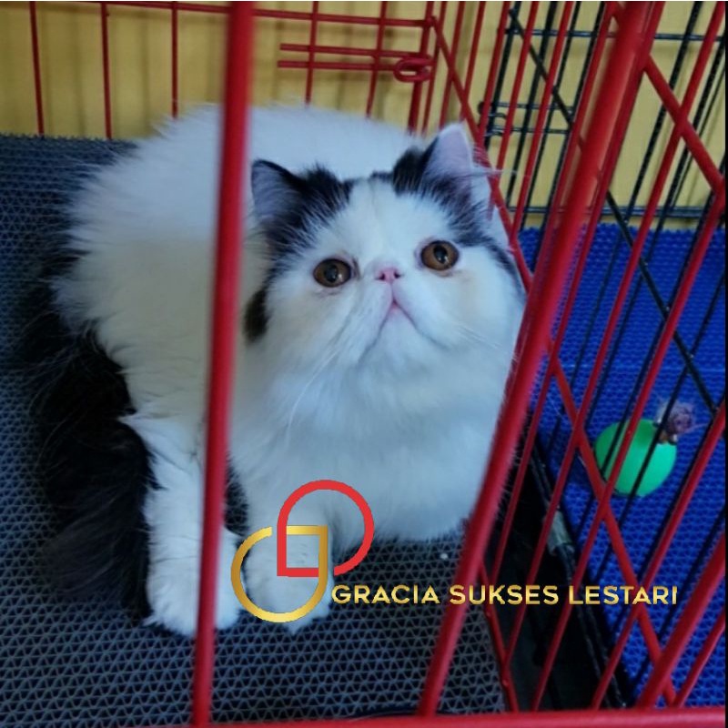 Alas Kandang Kucing Anjing Kelinci Kura Sugar Glider 30 x 60