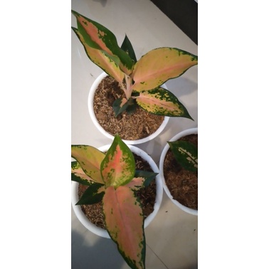 kochin tembaga sunrise