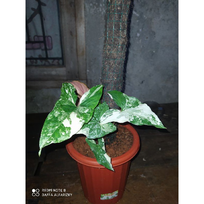 Syngodium Varigata / Tanaman Hias Sygonium Varigata