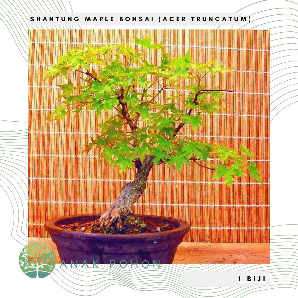 Benih Bibit Biji - Shantung Maple for Bonsai Tree (Acer truncatum) Seeds - IMPORT