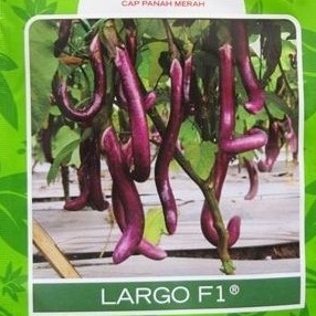 TERONG UNGU LARGO [isi-10] - Benih Biji Bibit Sayur F1 bobot 120-130 gram