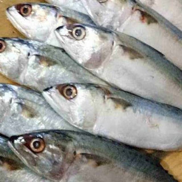 

Ikan kembung 500 gram bandung