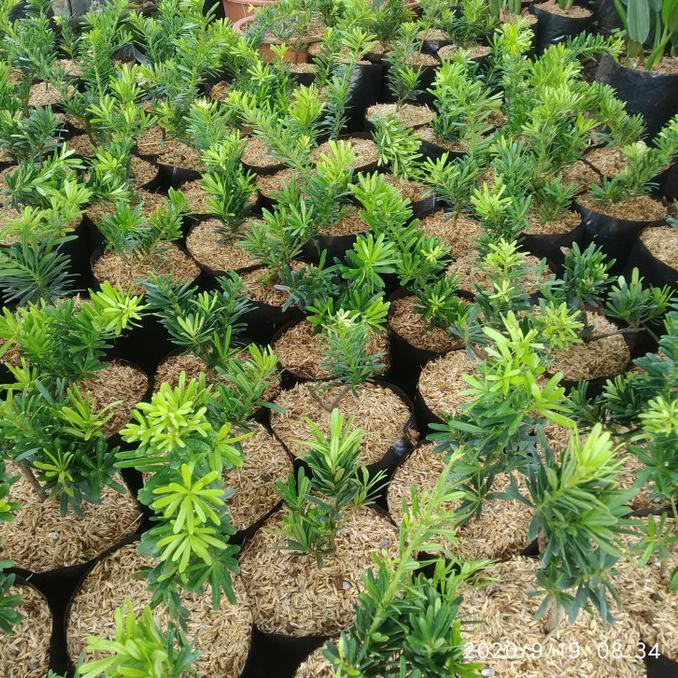 Pohon Lohansung Cincuan Bahan Bonsai Tinggi 20-25 Cm