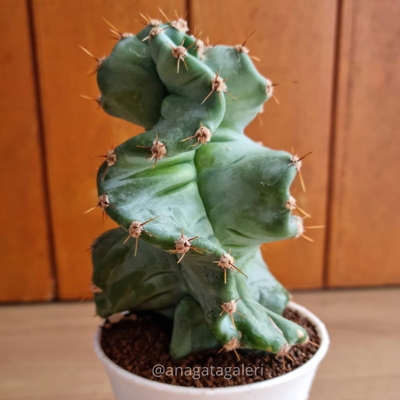 Cereus Forbesii Spiralis | Kaktus Gymno Euphorbia
