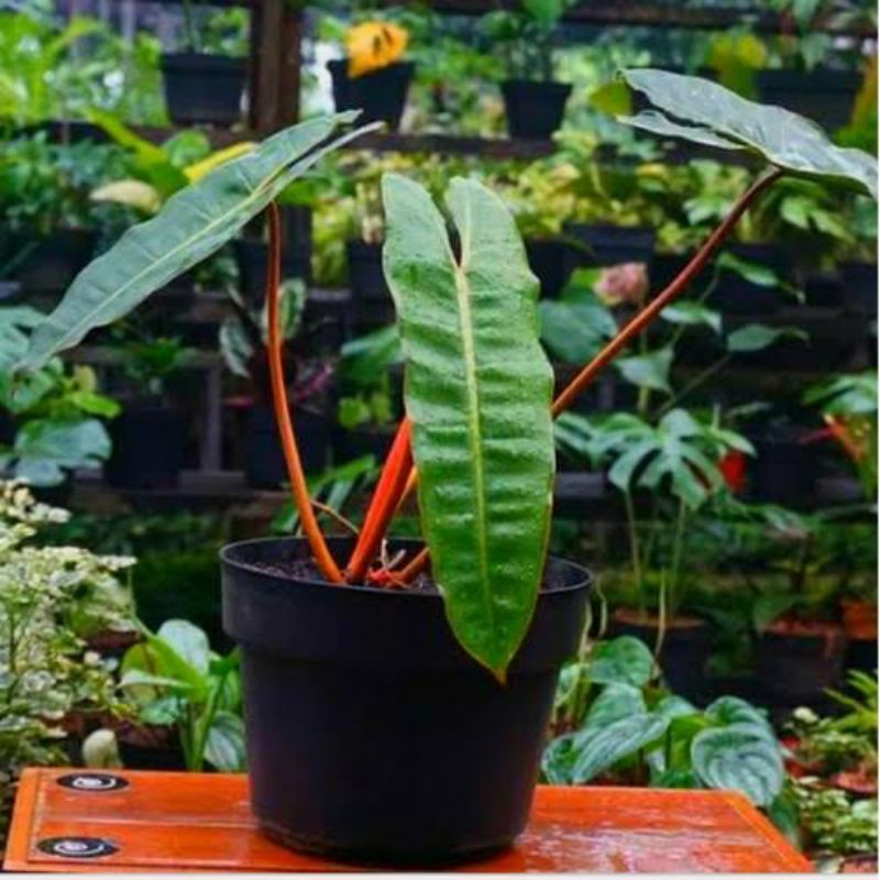 Tanaman hias Philodendron Kabel Busi batang orange