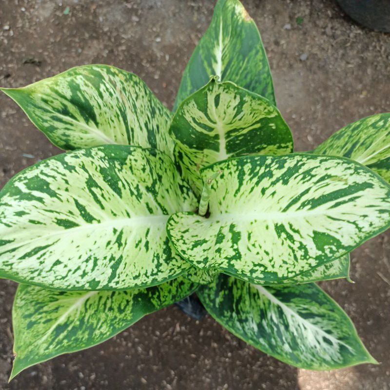 promo Aglonema diven tisu brazil/aglaonema sparkel blanceng (tanaman hidup-bunga aglonema hidup Besar Rimbun murah-kembang hias asli)