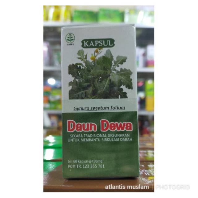 

Kapsul Daun Dewa
