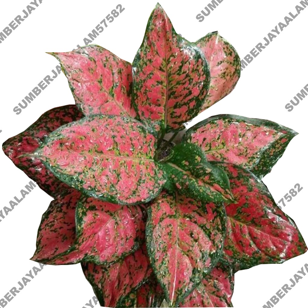 Aglaonema Red Venus