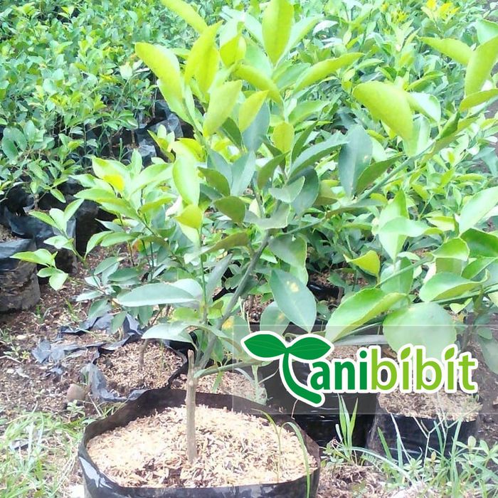 Pohon Jeruk Nipis Super - Tanaman Pohon Jeruk Nipis