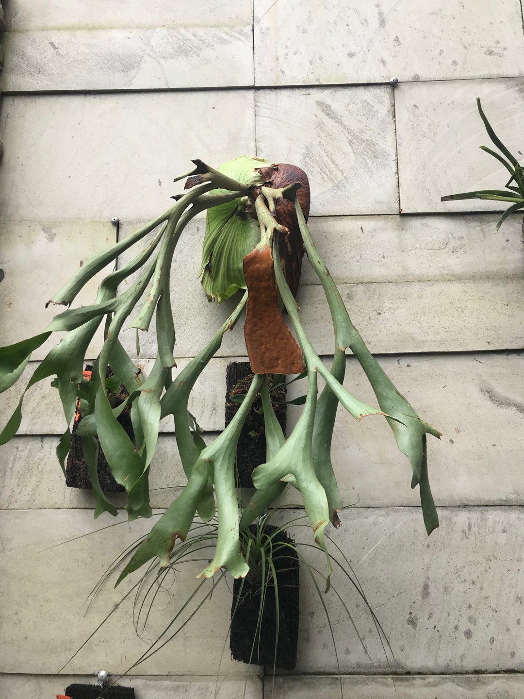 Platycerium Hillii Dragon