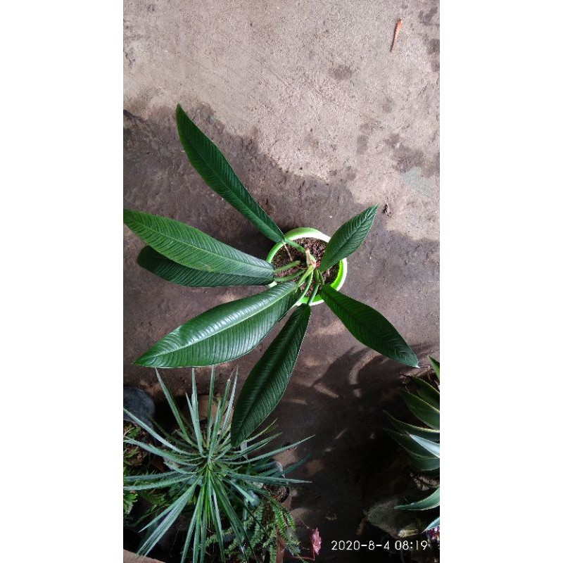 philodendron lynette