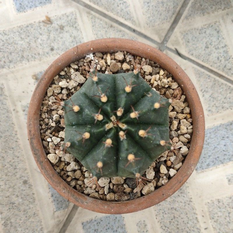 kaktus gymnocalycium