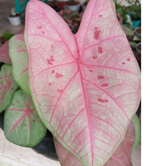 CALADIUM PINK SEXY /KELADI PINK SEXY /KELADI SEXY PINK/KELADI SEKSI PING /KELADI SEXY PINK MURAH