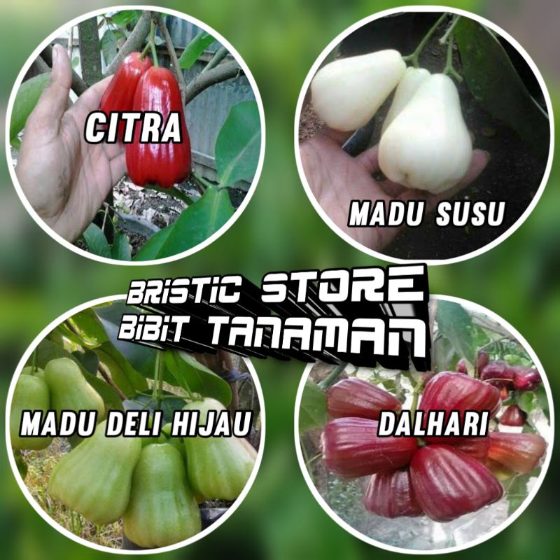 Jual Paket Jenis Bibit Jambu Air Citra Jumbo Madu Susu Dalhari